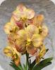 V. Prapathom Gold x Thai Spot